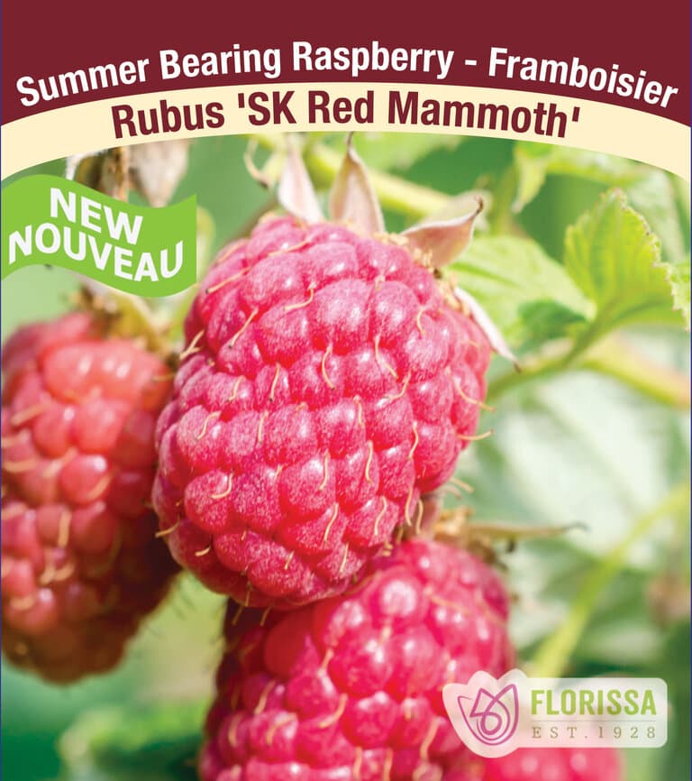 Raspberry - Sk Red Mammoth, Summer Bearing