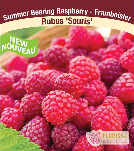 Raspberry - Souris, Summer Bearing