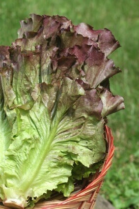 Lettuce Ruby Red - Ontario Seed Company