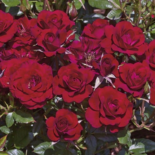 Ruby Ruby Rose Weeks Ruby Ruby | Miniature Rose | Weeks Rose – Wildwood Outdoor Living