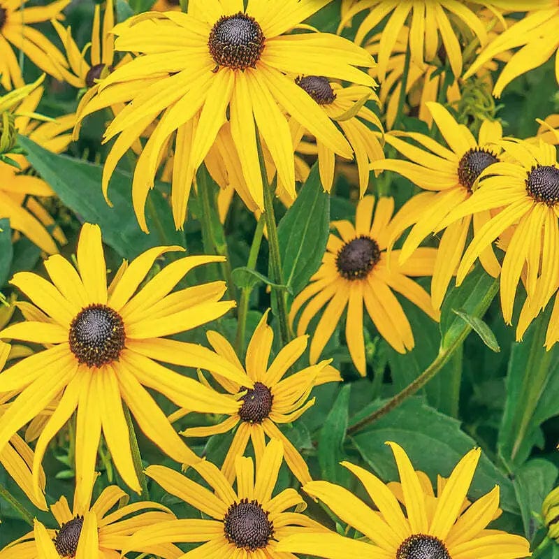 Rudbeckia Black Eyed Susan - McKenzie Seeds