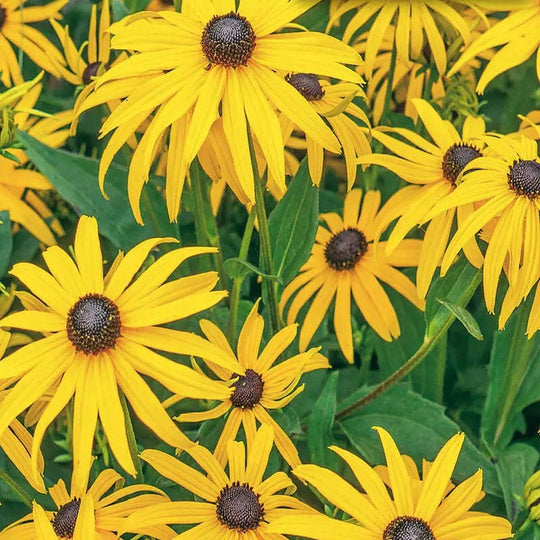 Rudbeckia Black Eyed Susan - McKenzie Seeds