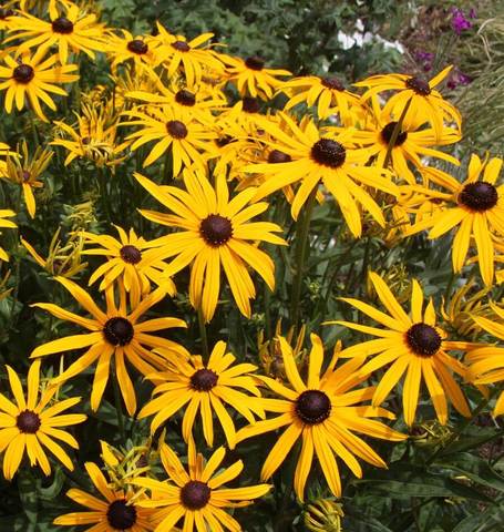 Rudbeckia Black Eyed Susan - West Coast Seeds