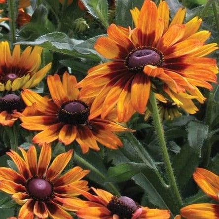 Rudbeckia Cappuccino - West Coast Seeds