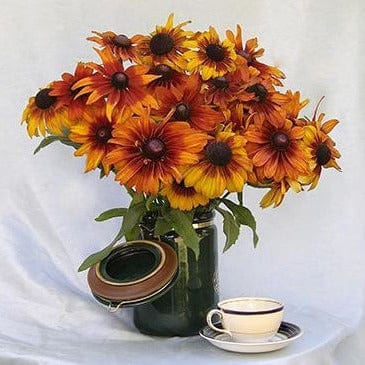 Rudbeckia Cappucino - Renee's Garden Seeds