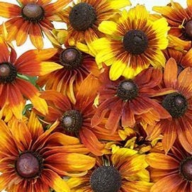 Rudbeckia Cappucino - Renee's Garden Seeds