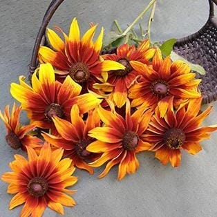 Rudbeckia Cappucino - Renee's Garden Seeds