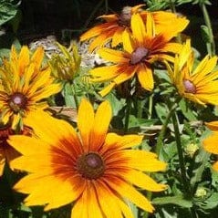 Rudbeckia Cappucino - Renee's Garden Seeds