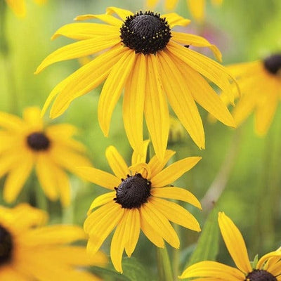 Rudbeckia Goldsturm - Mr. Fothergill's Seeds RHS
