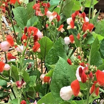 Runner Bean Hestia Dwarf - Renee's Garden Seeds