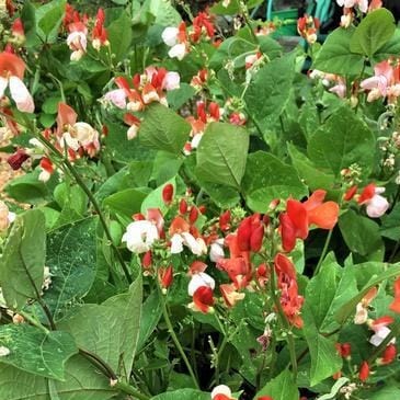 Runner Bean Hestia Dwarf - Renee's Garden Seeds