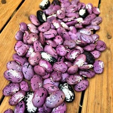 Runner Bean Hestia Dwarf - Renee's Garden Seeds