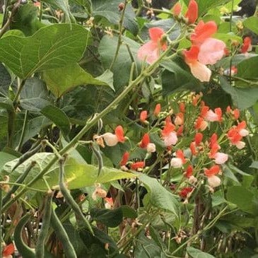 Runner Bean Painted Lady - Renee's Garden Seeds