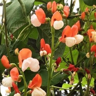 Runner Bean Painted Lady - Renee's Garden Seeds