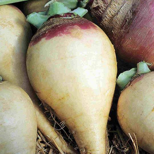 Rutabaga Swede Laurentian - McKenzie Seeds