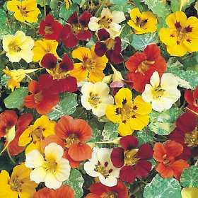 Nasturtium Mix - Salt Spring Seeds