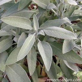 Sage Italian Aromatic - Renee's Garden Seeds