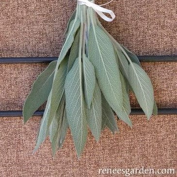 Sage Italian Aromatic - Renee's Garden Seeds