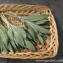 Sage Italian Aromatic - Renee's Garden Seeds