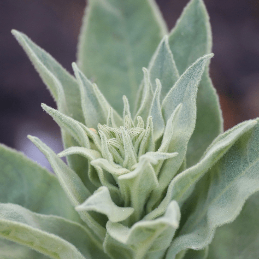 Sage White - Salt Spring Seeds