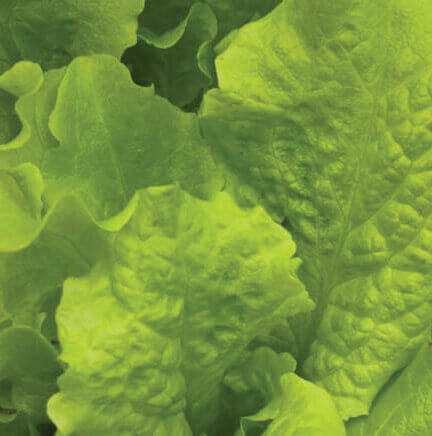 Lettuce Salad Bowl - Ontario Seed Company