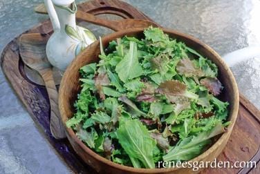 Salad Italian Misticanza - Renee's Garden Seeds