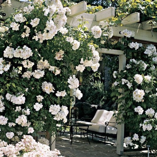 Sally Holmes - Weeks Rose