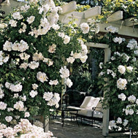 Sally Holmes - Weeks Rose