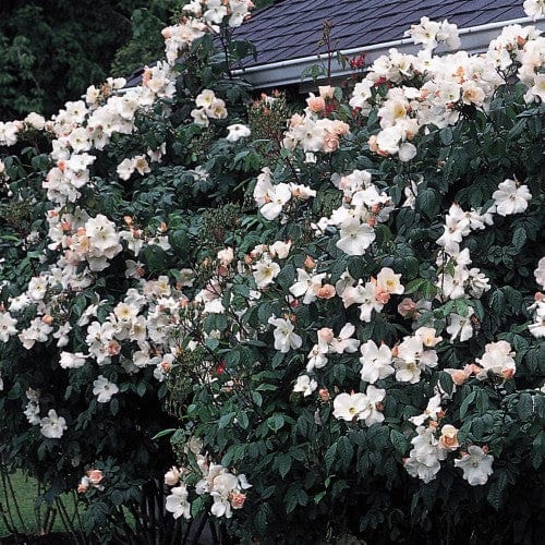 Sally Holmes - Weeks Rose