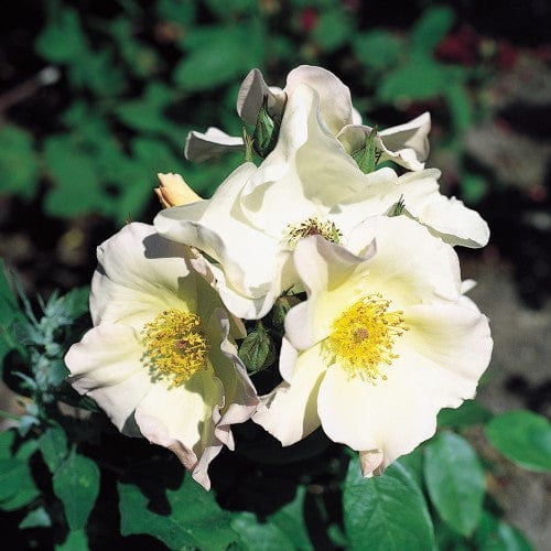 Sally Holmes - Weeks Rose