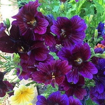 Salpiglossis Stained Glass - Renee`s Garden Seeds
