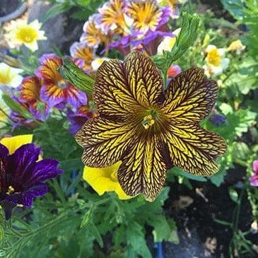 Salpiglossis Stained Glass - Renee`s Garden Seeds