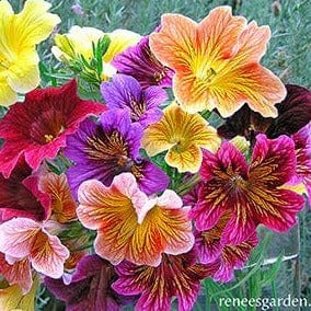 Salpiglossis Stained Glass - Renee`s Garden Seeds