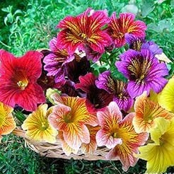 Salpiglossis Stained Glass - Renee`s Garden Seeds