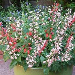 Salvia Bee Heaven - Renee's Garden Seeds