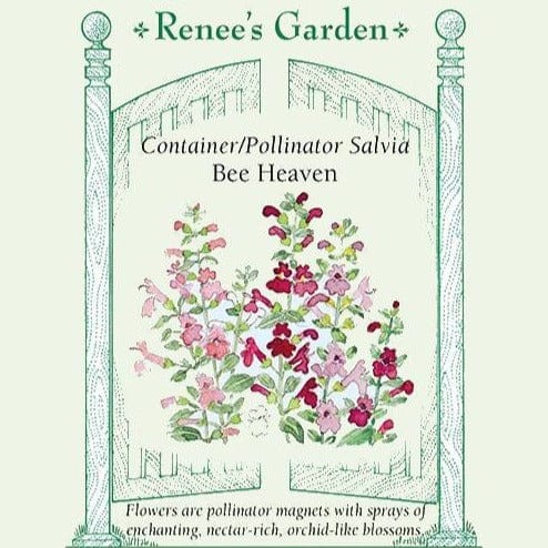 Salvia Bee Heaven - Renee's Garden Seeds