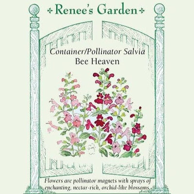 Salvia Bee Heaven - Renee's Garden Seeds