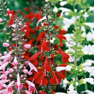 Salvia Bee Heaven - Renee's Garden Seeds