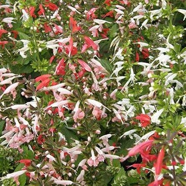 Salvia Bee Heaven - Renee's Garden Seeds