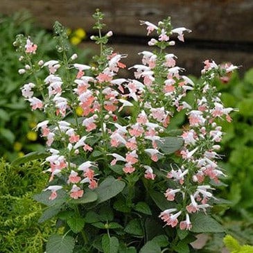 Salvia Coral Nymph - Renee's Garden Seeds