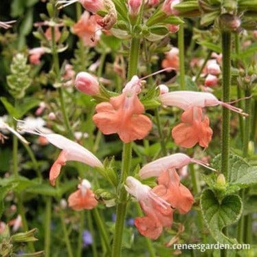 Salvia Coral Nymph - Renee's Garden Seeds