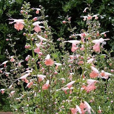 Salvia Coral Nymph - Renee's Garden Seeds