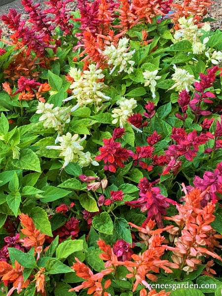 Salvia Firelight Mix - Renee's Garden