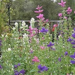 Salvia Marble Arch - Renee's Garden Seeds