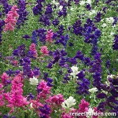 Salvia Marble Arch - Renee's Garden Seeds