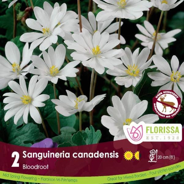 Sanguineria Canadensis Bloodroot