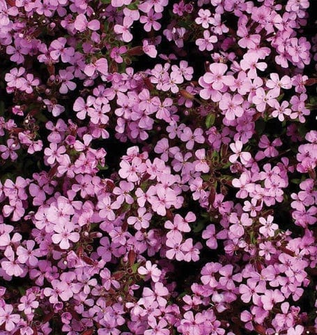 Saponaria Rock Soapwort - West Coast Seeds