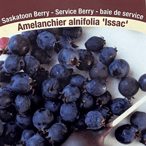 Saskatoon Berry - Isaac, 2.5"