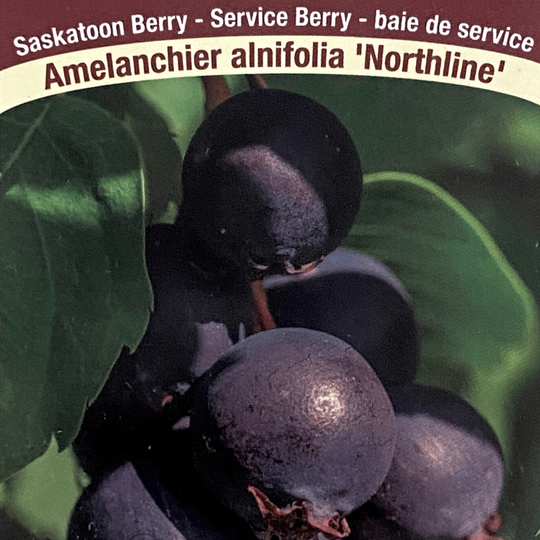 Saskatoon Berry - Northline, 2.5"