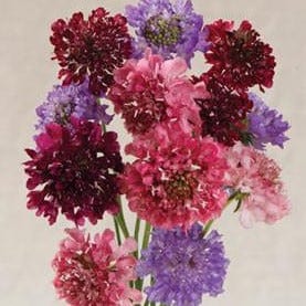 Scabiosa Grandmother's Pincushion - Renee's Garden Seeds